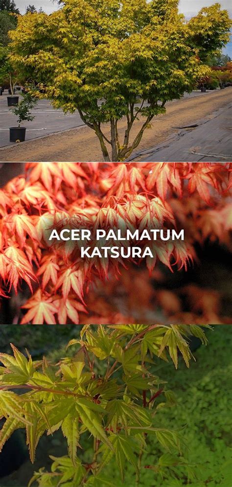 Acer Palmatum Katsura Japanese Maple Artofit