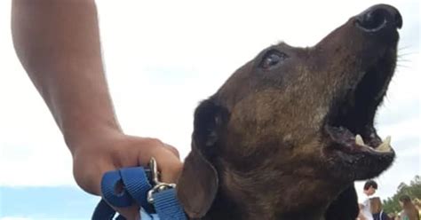 Weiner Dog Race Registration Opens For Looney Days In Vergas Race Set