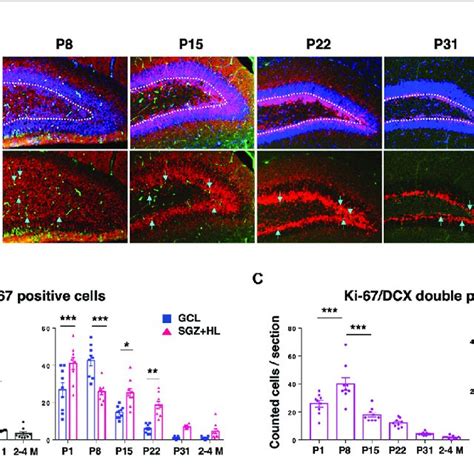 The Sox2 And Gfap Positive Cells In The Dg A Representative