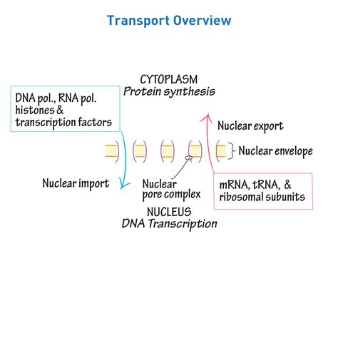 cell biology glossary nuclear transport ditki medical biological