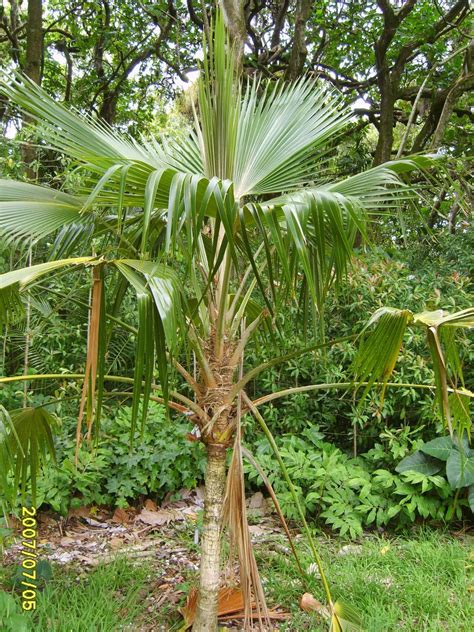 Dwarf majesty palm ravenea hildebrandtii – Artofit
