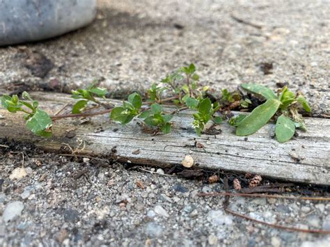 HOW TO REMOVE WEEDS WITHOUT CHEMICALS - The Ample Garden