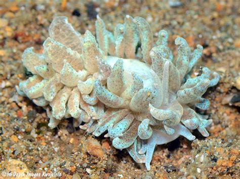 Phyllodesmium Crypticum Nudibranch Anilao