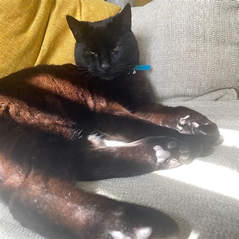 Marley - Lost Cats Brighton