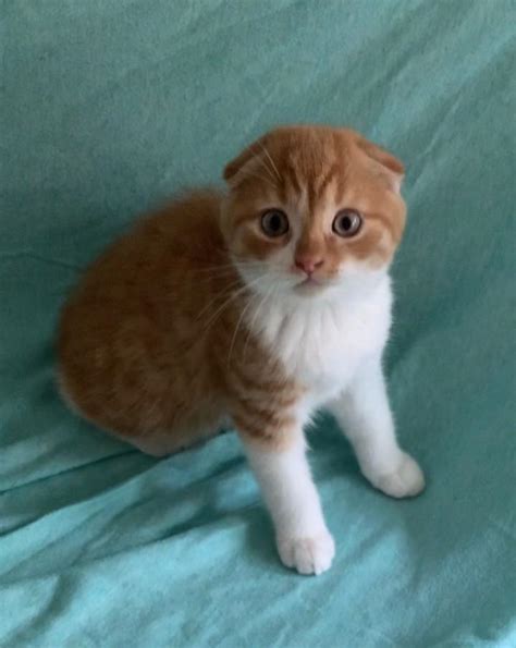 Blog - Royal Velvet Paws