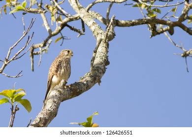 Bald Eagle Screeching Pine Tree Idaho Stock Photo Edit Now 1873020283