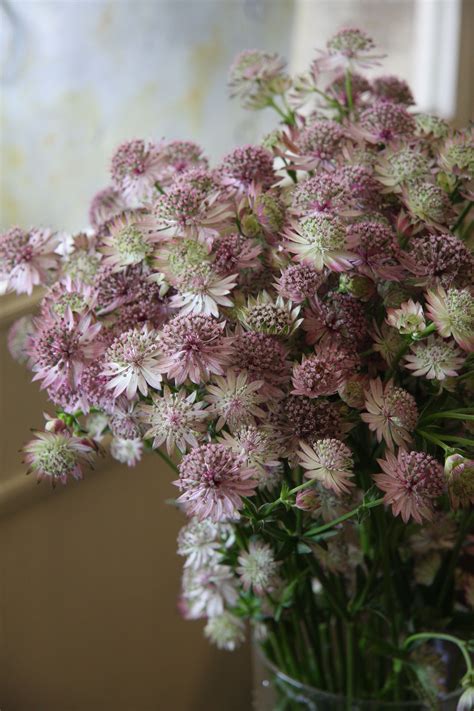 Astrantia Roma Dusky Pink Wedding Flowers
