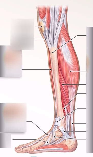 Medial view of lower leg Diagram | Quizlet