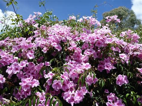 discover  beauty  australian climbing plants