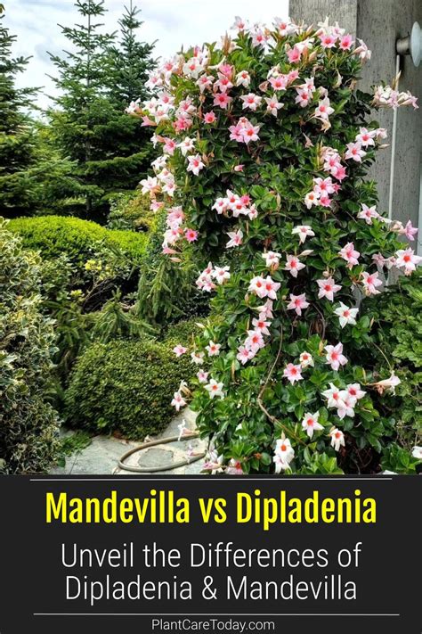 Dipladenia Vs Mandevilla: What Is The Difference Between The Two