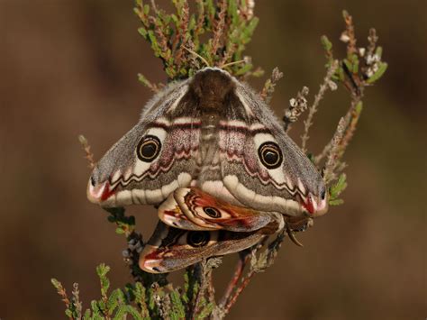 Butterfly Nectar Garden at Prinknash Abbey | Butterfly Conservation