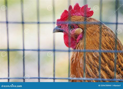 Brown Free Range Chicken Behind Fence Stock Photo Image Of Exhibit