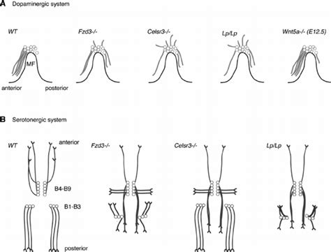 Axon guidance defects in the brainstem region of PCP and Wnt5a mutant ...