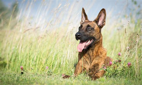 Dutch Shepherd Breed Characteristics Care And Photos Bechewy
