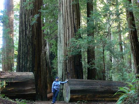 Sleep Eat Drive Repeat Big Ass Trees Part