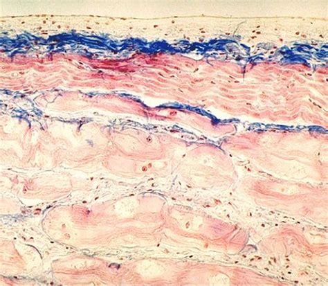 Endocardium of Sheep Heart – Collection of Histology Images