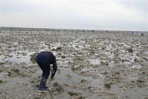 La P Che Pied Sur Ces Plages De Loire Atlantique De Nouveau Autoris E