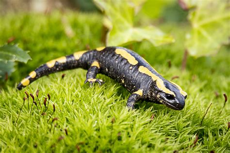 La Salamandre tachetée lanaturemoi