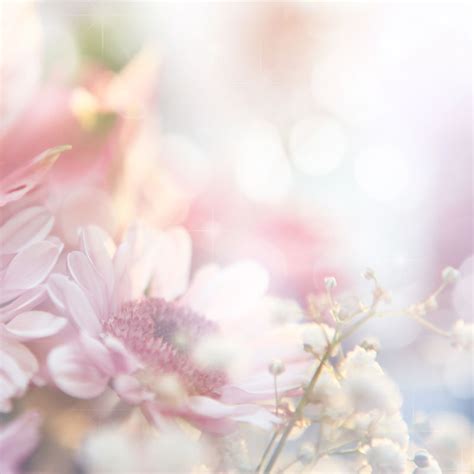 春季自然花朵风景图片 洁白的花朵素材 高清图片 摄影照片 寻图免费打包下载