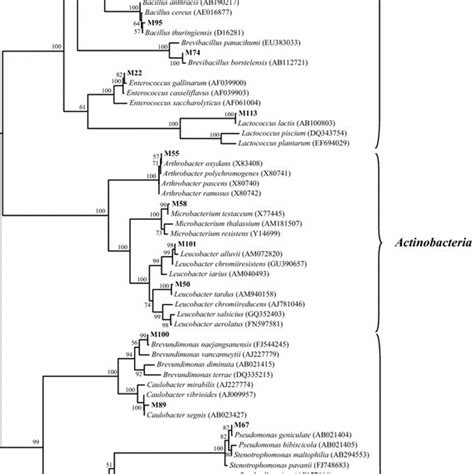 Unrooted Phylogenetic Tree Showing Affiliation Of 16s Rrna Gene