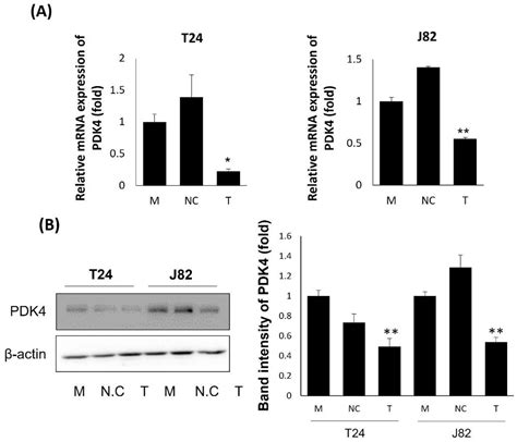 Anti Metastatic Effect Of Pyruvate Dehydrogenase Kinase 4 Inhibition In