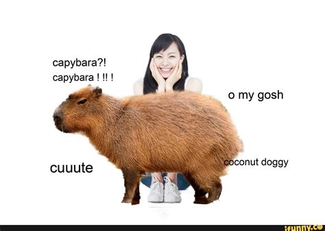 Capybara Drip Meme