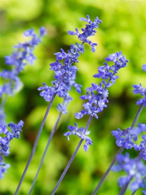 15 Lovely Companion Plants For Heuchera Herbvity