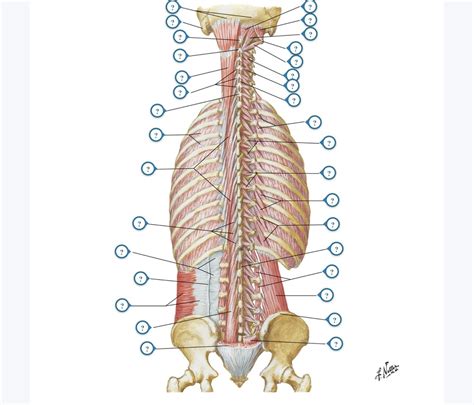muscles   deep layer diagram quizlet
