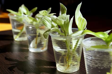 Традесканция: фото, уход, пересадка, виды, болезни и вредители