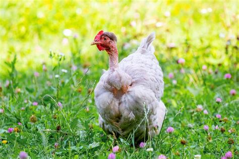 White Chicken Breed Naked Neck In The Garden On The Grass Stock Photo Image Of Domestic