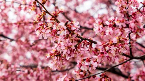 cherry tree flowers pictures 4