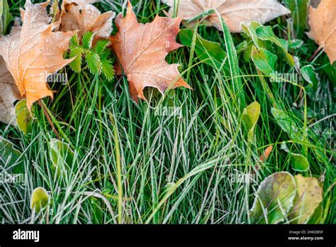 Brightly Colored Autumn Leaves With Dusting Of Frost Autumn Leaf Fall