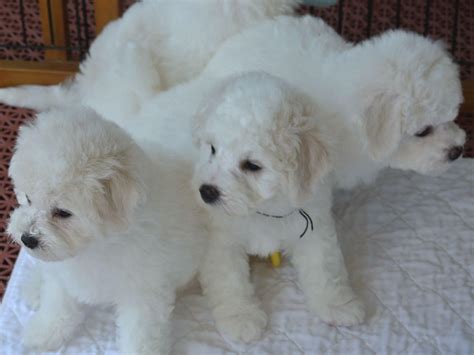 Bright Magnolia Bichons Vince Philpot Bichon Frise Puppies For Sale