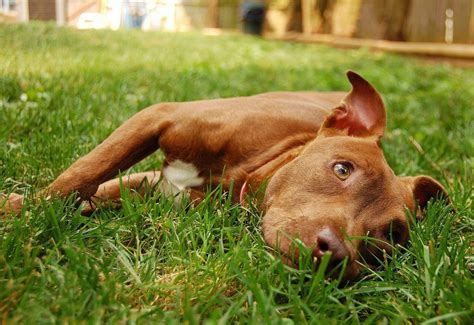 pit bull facts