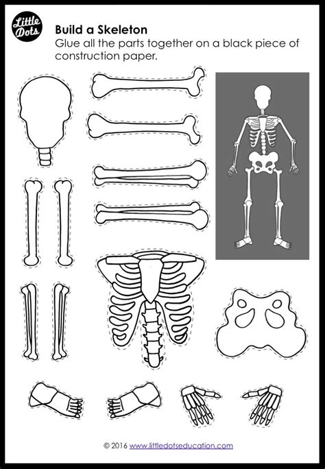 My Body Bones And Skeleton Activities And Printables For K 2 Body