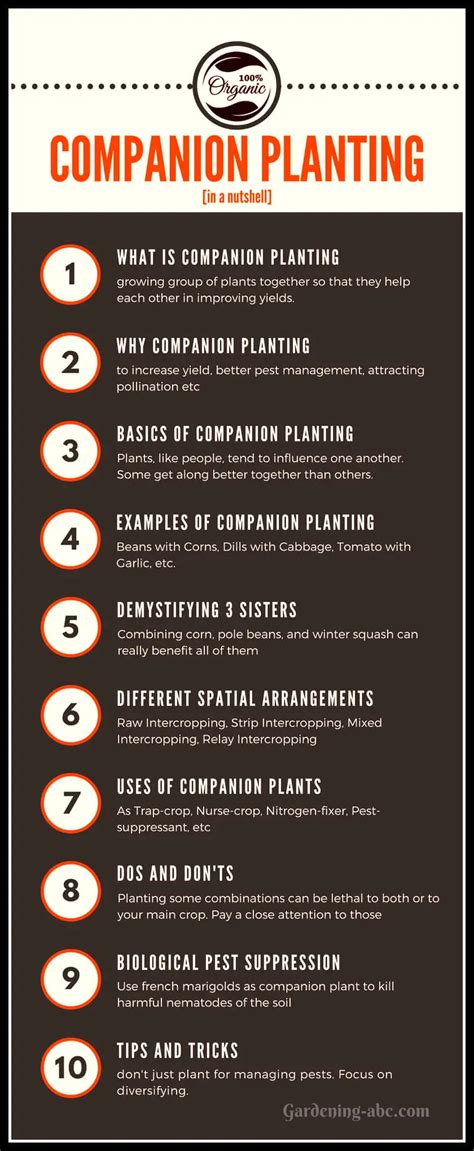 What Is Companion Planting Here Are Some Useful Plant Combinations