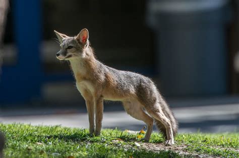 San Joaquin Kit Fox Subspecies Vulpes Macrotis Mutica · Inaturalist