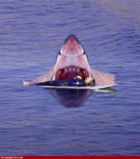 animal zoo life sharksharksshark picturesshark factsfacts