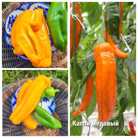 Перец сладкий Перец сладкий - купить по выгодным ценам в интернет ...