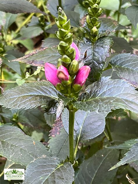 Chelone Lyonii Hot Lips Wildwood Perennials