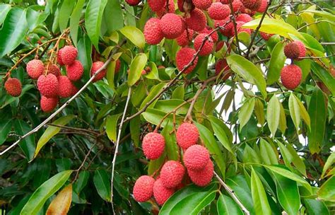 Фрукт личи. Полезные свойства и противопоказания. Как едят личи. Фото