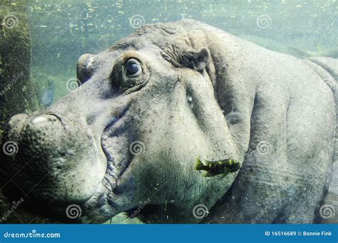 Hippo Underwater Stock Image Image Of Amphibius Swimming 16516689