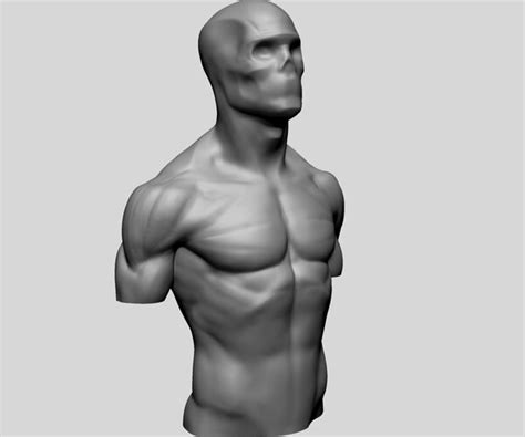 Artstation Male Torso Models For Reference Resources