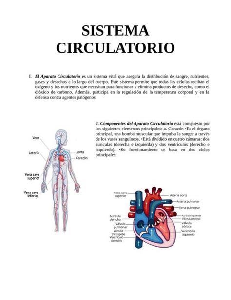 SISTEMA CIRCULATORIO INFORME LUIS FERNANDO UDocz