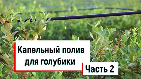 Капельный полив для голубики. Часть 2 - YouTube