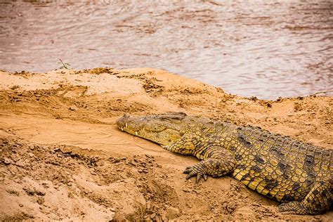 Actualizar 123 Imagen Cocodrilo Del Desierto Abzlocal Mx