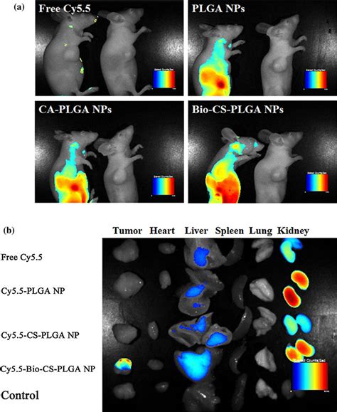 Tissue Distributions Of Cy5 5 Labeled NPs In Tumor Bearing Nude Mice