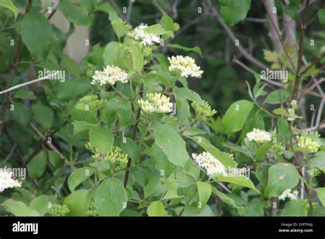 Roughleaf Dogwood Cornus Drummondii Stock Photo Alamy