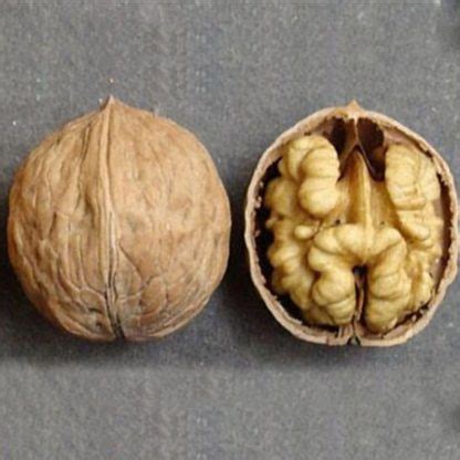 Грецкий орех «Песчанский» купить саженцы почтой по низкой цене в ...