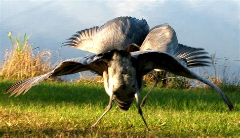 The Virtual Philosophy Club Mating Dance For The Birds